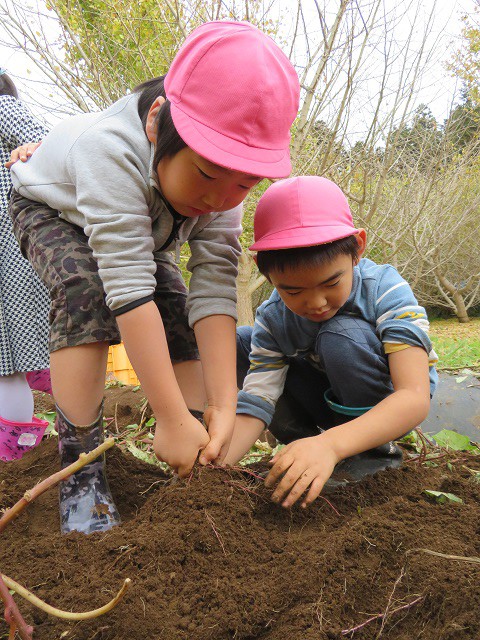 3 4 5歳児でさつまいも掘りに行きました 牛久ひかり保育園 3 4 5歳児でさつまいも掘りに行きました 牛久ひかり保育園